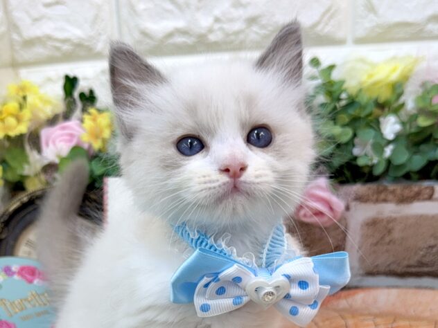 兵庫県のラグドール (ワンキャラット アミーゴ姫路花田店/2026年3月2日生まれ/男の子/ブルーポイントバイカラー)の子猫の1枚目の画像