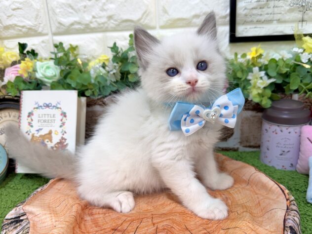 兵庫県のラグドール (ワンキャラット アミーゴ姫路花田店/2026年3月2日生まれ/男の子/ブルーポイントバイカラー)の子猫の4枚目の画像