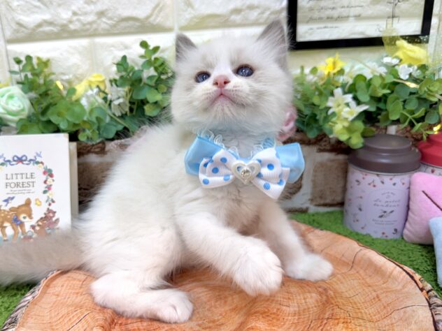 兵庫県のラグドール (ワンキャラット アミーゴ姫路花田店/2026年3月2日生まれ/男の子/ブルーポイントバイカラー)の子猫の2枚目の画像