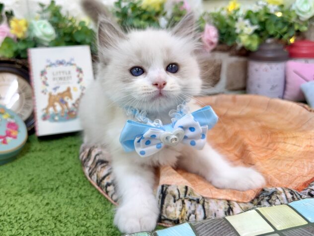 兵庫県のラグドール (ワンキャラット アミーゴ姫路花田店/2026年3月2日生まれ/男の子/ブルーポイントバイカラー)の子猫の3枚目の画像