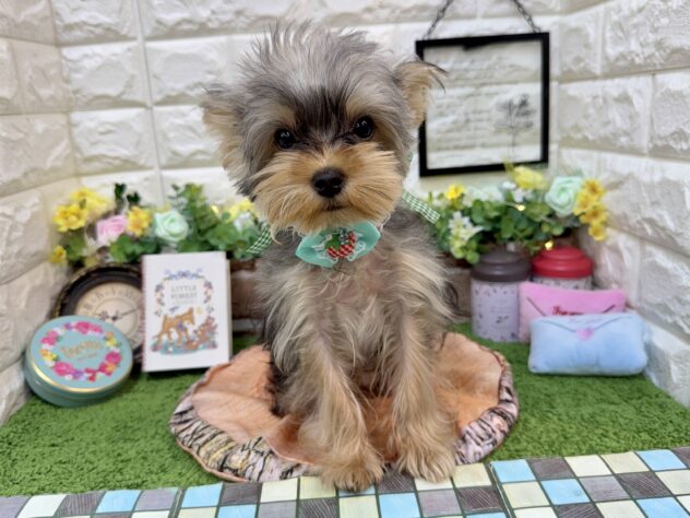 兵庫県のヨークシャーテリア (ワンキャラット アミーゴ姫路花田店/2025年12月12日生まれ/男の子/スチールブルータン)の子犬の2枚目の画像