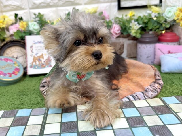 兵庫県のヨークシャーテリア (ワンキャラット アミーゴ姫路花田店/2025年12月12日生まれ/男の子/スチールブルータン)の子犬の4枚目の画像