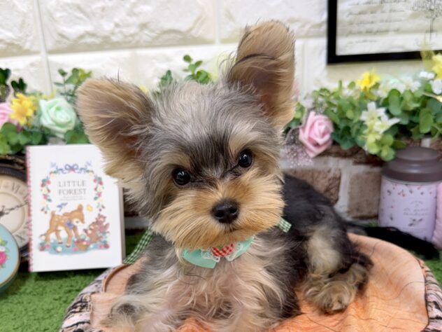 兵庫県のヨークシャーテリア (ワンキャラット アミーゴ姫路花田店/2025年12月12日生まれ/男の子/スチールブルータン)の子犬の1枚目の画像