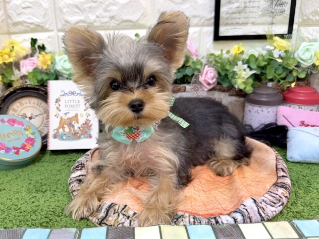 兵庫県のヨークシャーテリア (ワンキャラット アミーゴ姫路花田店/2025年12月12日生まれ/男の子/スチールブルータン)の子犬の3枚目の画像