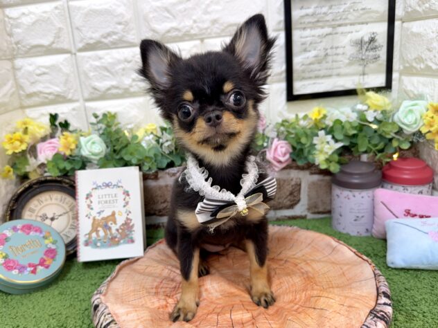 兵庫県のチワワ(ロング) (ワンキャラット アミーゴ姫路花田店/2025年12月29日生まれ/女の子/ブラックタン)の子犬の1枚目の画像