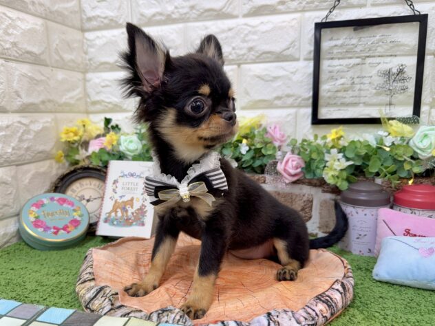 兵庫県のチワワ(ロング) (ワンキャラット アミーゴ姫路花田店/2025年12月29日生まれ/女の子/ブラックタン)の子犬の3枚目の画像