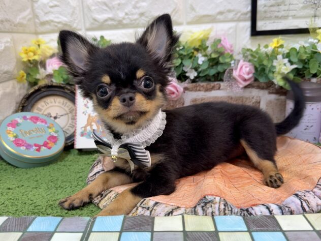 兵庫県のチワワ(ロング) (ワンキャラット アミーゴ姫路花田店/2025年12月29日生まれ/女の子/ブラックタン)の子犬の2枚目の画像