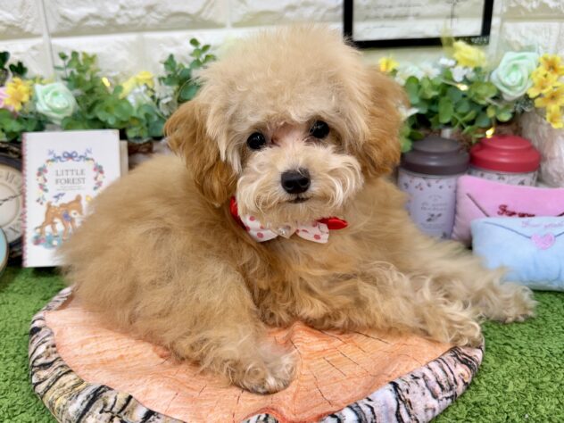 兵庫県のトイプードル(トイ) (ワンキャラット アミーゴ姫路花田店/2025年11月26日生まれ/女の子/オレンジフォーン)の子犬の3枚目の画像