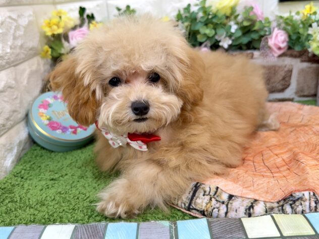 兵庫県のトイプードル(トイ) (ワンキャラット アミーゴ姫路花田店/2025年11月26日生まれ/女の子/オレンジフォーン)の子犬の1枚目の画像