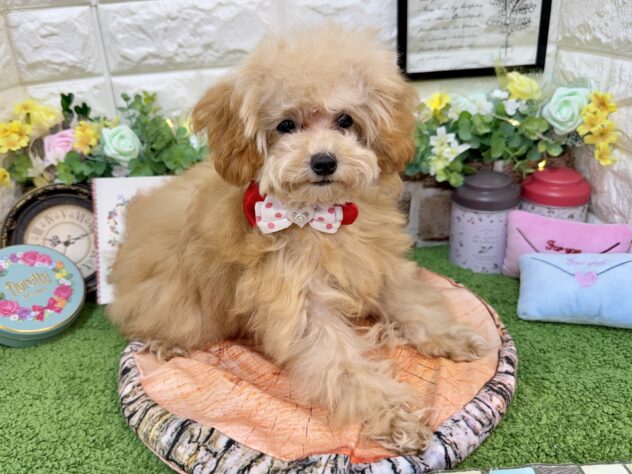 兵庫県のトイプードル(トイ) (ワンキャラット アミーゴ姫路花田店/2025年11月26日生まれ/女の子/オレンジフォーン)の子犬の2枚目の画像