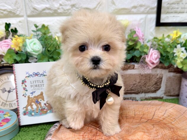 兵庫県のマルプー(マルチーズ×プードル) (ワンキャラット アミーゴ姫路花田店/2026年3月1日生まれ/女の子/クリーム)の子犬の1枚目の画像