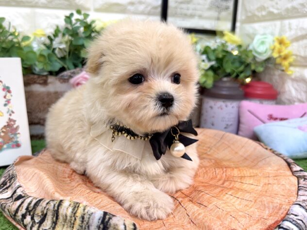 兵庫県のマルプー(マルチーズ×プードル) (ワンキャラット アミーゴ姫路花田店/2026年3月1日生まれ/女の子/クリーム)の子犬の4枚目の画像