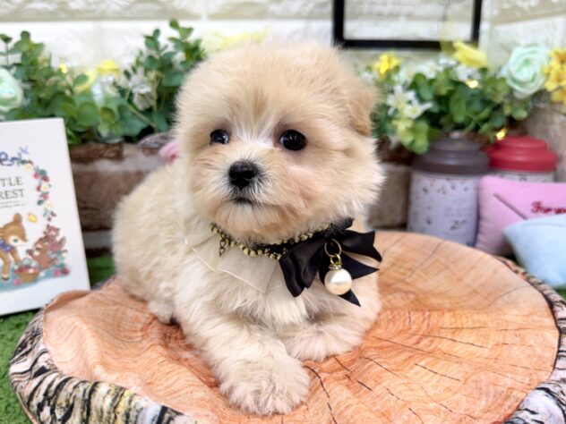 兵庫県のマルプー(マルチーズ×プードル) (ワンキャラット アミーゴ姫路花田店/2026年3月1日生まれ/女の子/クリーム)の子犬の2枚目の画像