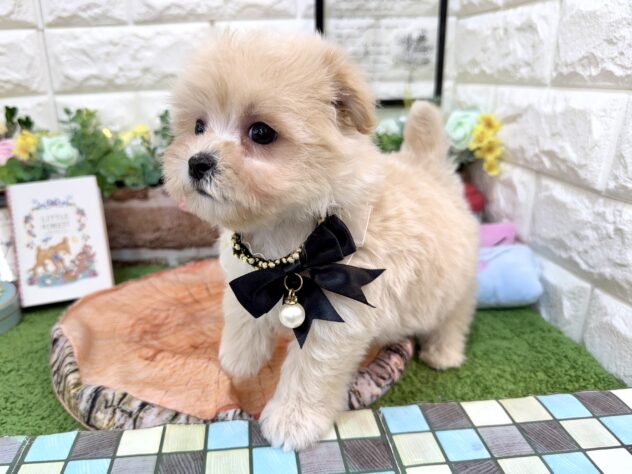 兵庫県のマルプー(マルチーズ×プードル) (ワンキャラット アミーゴ姫路花田店/2026年3月1日生まれ/女の子/クリーム)の子犬の3枚目の画像