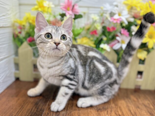 兵庫県のアメリカンショートヘアー (ワンキャラット アミーゴ姫路飾磨店/2025年12月14日生まれ/女の子/シルバータビー)の子猫の2枚目の画像