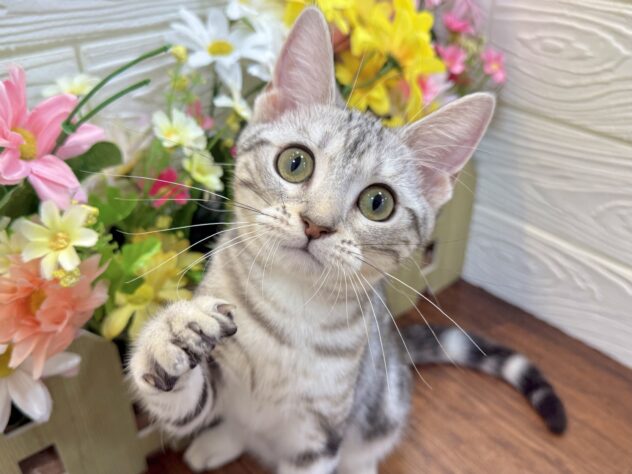 兵庫県のアメリカンショートヘアー (ワンキャラット アミーゴ姫路飾磨店/2025年12月14日生まれ/女の子/シルバータビー)の子猫の1枚目の画像