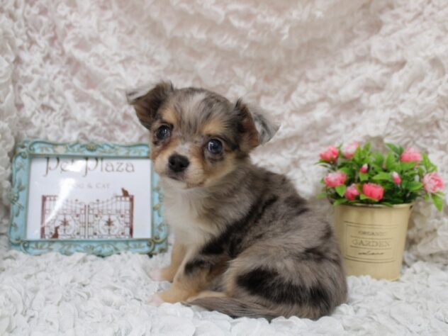 兵庫県のチワワ(ロング) (ペット・プラザ アミーゴ尼崎昭和通店/2026年2月5日生まれ/女の子/ブルーマールホワイト)の子犬の2枚目の画像