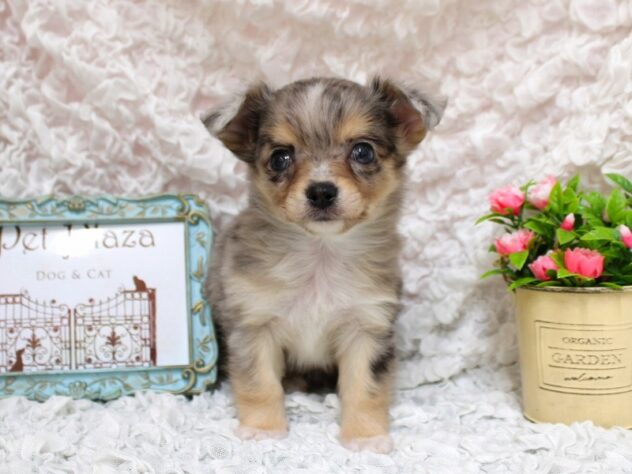 兵庫県のチワワ(ロング) (ペット・プラザ アミーゴ尼崎昭和通店/2026年2月5日生まれ/女の子/ブルーマールホワイト)の子犬の1枚目の画像