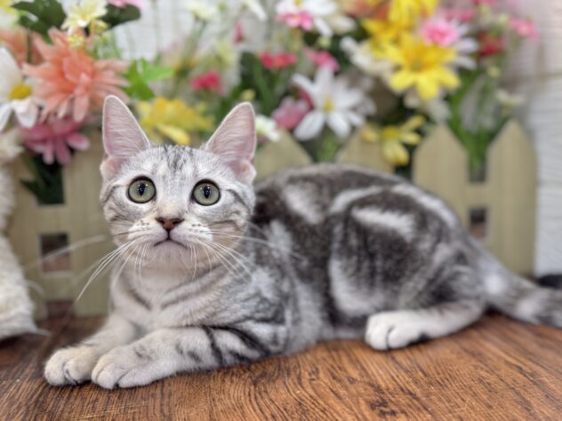 兵庫県のアメリカンショートヘアー (ワンキャラット アミーゴ姫路飾磨店/2025年12月14日生まれ/女の子/シルバータビー)の子猫の4枚目の画像