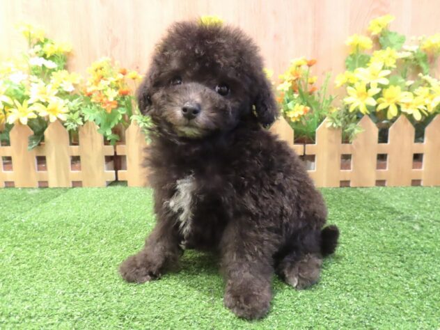 兵庫県のトイプードル(トイ) (アミーゴ伊丹店/2026年2月23日生まれ/男の子/シルバー)の子犬の1枚目の画像