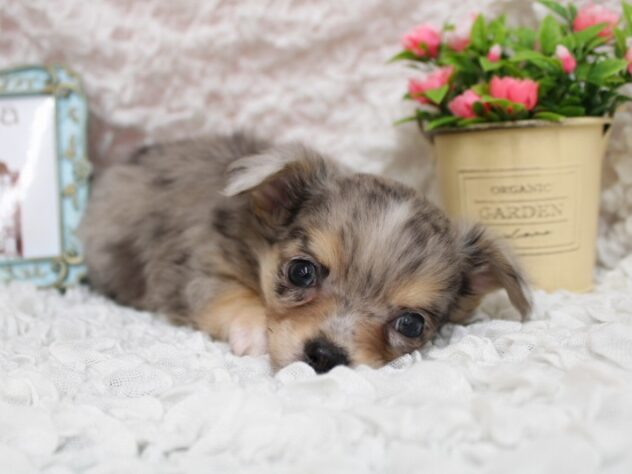 兵庫県のチワワ(ロング) (ペット・プラザ アミーゴ尼崎昭和通店/2026年2月5日生まれ/女の子/ブルーマールホワイト)の子犬の3枚目の画像