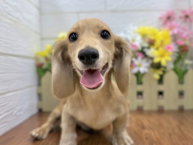 兵庫県のカニンヘンダックスフンド(ロング) (ワンキャラット アミーゴ姫路飾磨店/2025年11月30日生まれ/男の子/シェーデットイエロー)の子犬の1枚目の画像