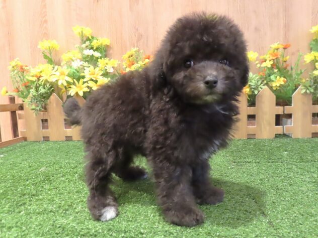 兵庫県のトイプードル(トイ) (アミーゴ伊丹店/2026年2月23日生まれ/男の子/シルバー)の子犬の3枚目の画像