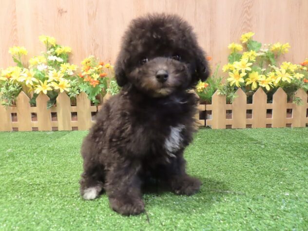 兵庫県のトイプードル(トイ) (アミーゴ伊丹店/2026年2月23日生まれ/男の子/シルバー)の子犬の2枚目の画像