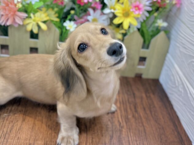 兵庫県のカニンヘンダックスフンド(ロング) (ワンキャラット アミーゴ姫路飾磨店/2025年11月30日生まれ/男の子/シェーデットイエロー)の子犬の2枚目の画像