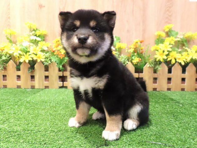 兵庫県の豆柴 (アミーゴ伊丹店/2026年2月25日生まれ/女の子/黒)の子犬