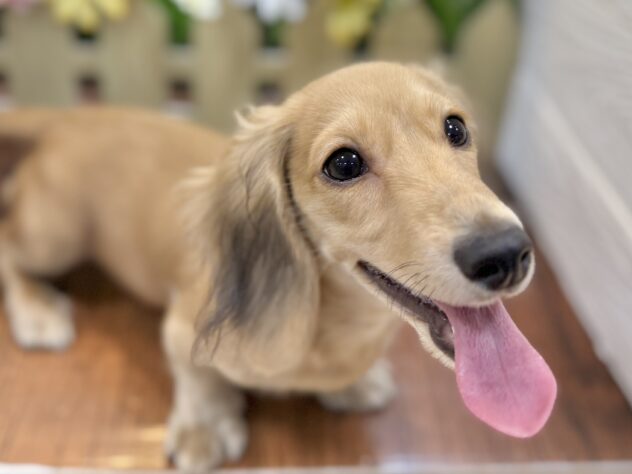 兵庫県のカニンヘンダックスフンド(ロング) (ワンキャラット アミーゴ姫路飾磨店/2025年11月30日生まれ/男の子/シェーデットイエロー)の子犬の3枚目の画像