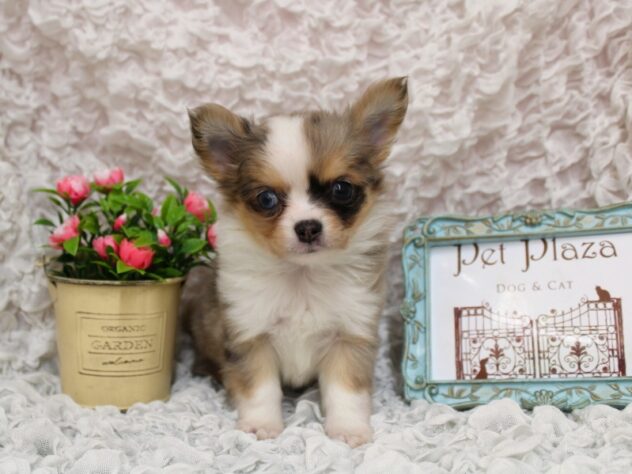 兵庫県のチワワ(ロング) (ペット・プラザ アミーゴ尼崎昭和通店/2026年2月5日生まれ/女の子/ブルーマールホワイト)の子犬の1枚目の画像