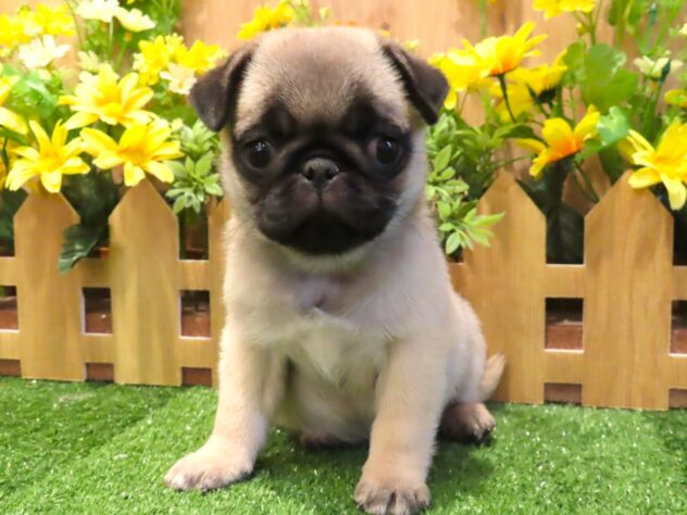 兵庫県のパグ (アミーゴ伊丹店/2026年2月13日生まれ/女の子/フォーン)の子犬