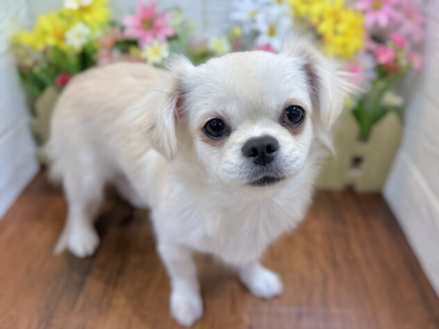 兵庫県のハーフ犬・ミックス犬 (ワンキャラット アミーゴ姫路飾磨店/2025年11月15日生まれ/女の子/クリーム)の子犬の2枚目の画像