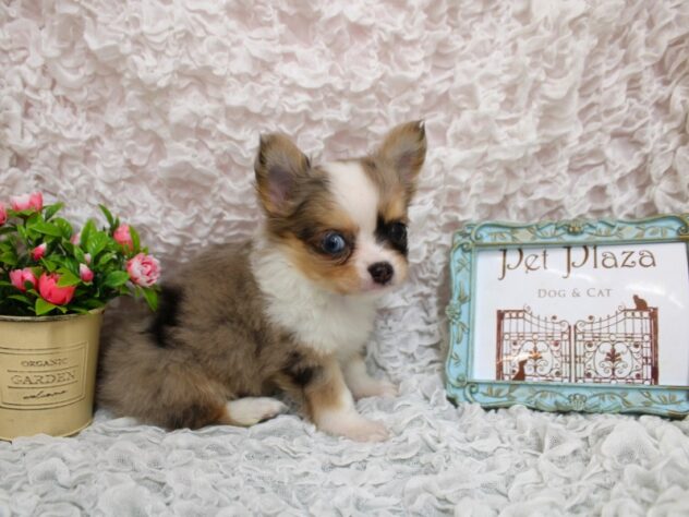 兵庫県のチワワ(ロング) (ペット・プラザ アミーゴ尼崎昭和通店/2026年2月5日生まれ/女の子/ブルーマールホワイト)の子犬の2枚目の画像