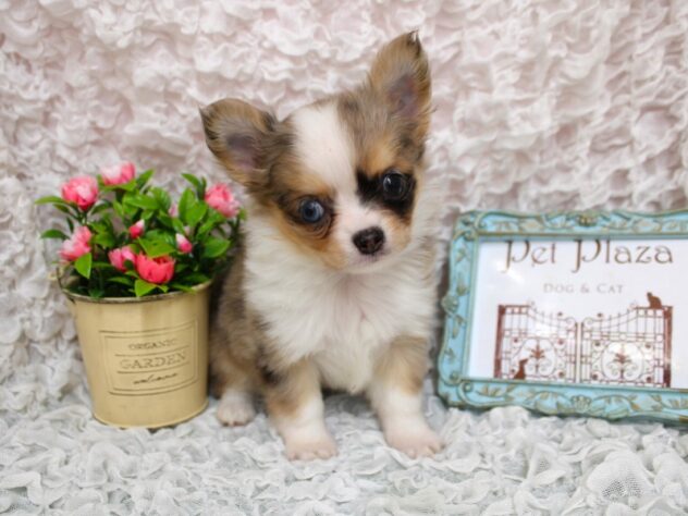 兵庫県のチワワ(ロング) (ペット・プラザ アミーゴ尼崎昭和通店/2026年2月5日生まれ/女の子/ブルーマールホワイト)の子犬の3枚目の画像