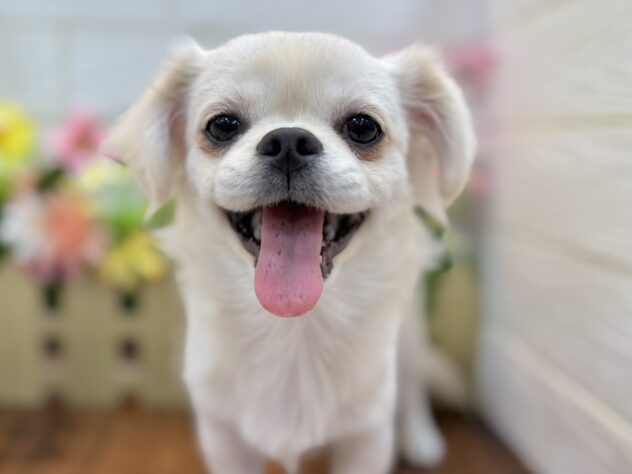 兵庫県のハーフ犬・ミックス犬 (ワンキャラット アミーゴ姫路飾磨店/2025年11月15日生まれ/女の子/クリーム)の子犬の1枚目の画像