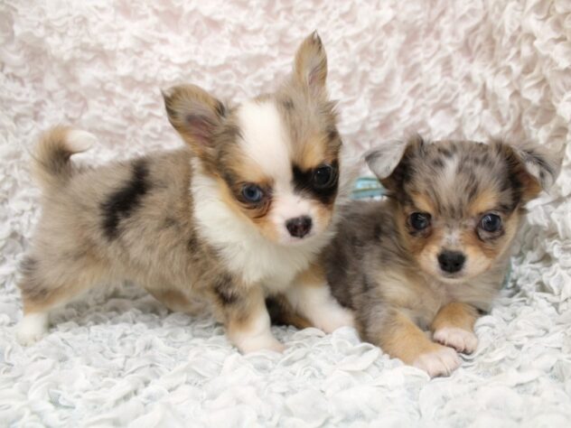 兵庫県のチワワ(ロング) (ペット・プラザ アミーゴ尼崎昭和通店/2026年2月5日生まれ/女の子/ブルーマールホワイト)の子犬の4枚目の画像