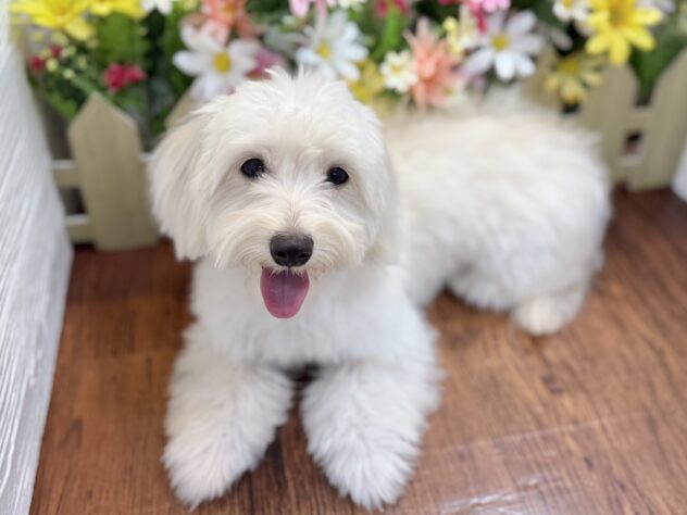 兵庫県のハーフ犬・ミックス犬 (ワンキャラット アミーゴ姫路飾磨店/2025年8月11日生まれ/女の子/クリーム)の子犬の1枚目の画像