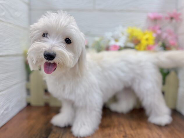 兵庫県のハーフ犬・ミックス犬 (ワンキャラット アミーゴ姫路飾磨店/2025年8月11日生まれ/女の子/クリーム)の子犬の2枚目の画像