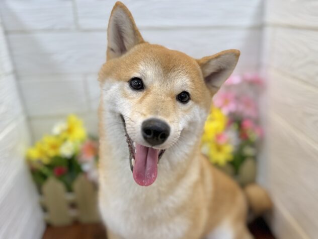 兵庫県の豆柴 (ワンキャラット アミーゴ姫路飾磨店/2025年8月23日生まれ/男の子/赤)の子犬の1枚目の画像