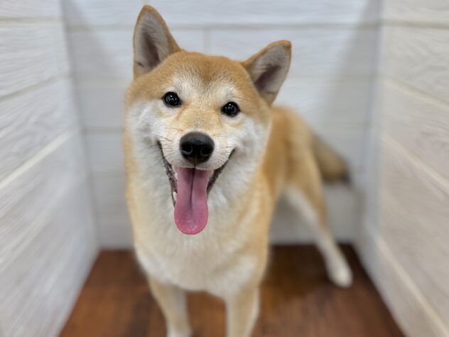 兵庫県の豆柴 (ワンキャラット アミーゴ姫路飾磨店/2025年8月23日生まれ/男の子/赤)の子犬の2枚目の画像