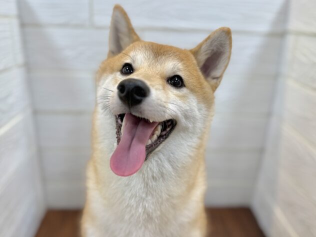 兵庫県の豆柴 (ワンキャラット アミーゴ姫路飾磨店/2025年8月23日生まれ/男の子/赤)の子犬の3枚目の画像