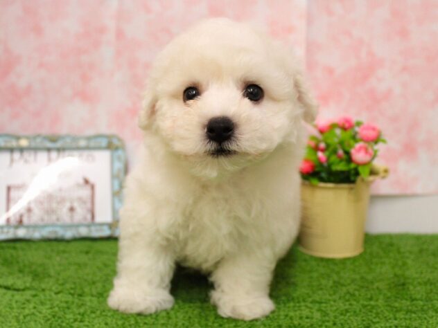 兵庫県のビションフリーゼ (ペット・プラザ アミーゴ尼崎昭和通店/2026年2月4日生まれ/男の子/ホワイト)の子犬の1枚目の画像