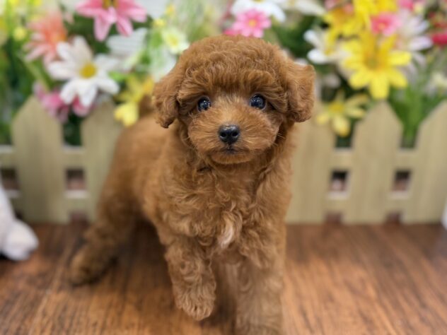 兵庫県のトイプードル(トイ) (ワンキャラット アミーゴ姫路飾磨店/2026年2月11日生まれ/女の子/レッドフォーン)の子犬の2枚目の画像