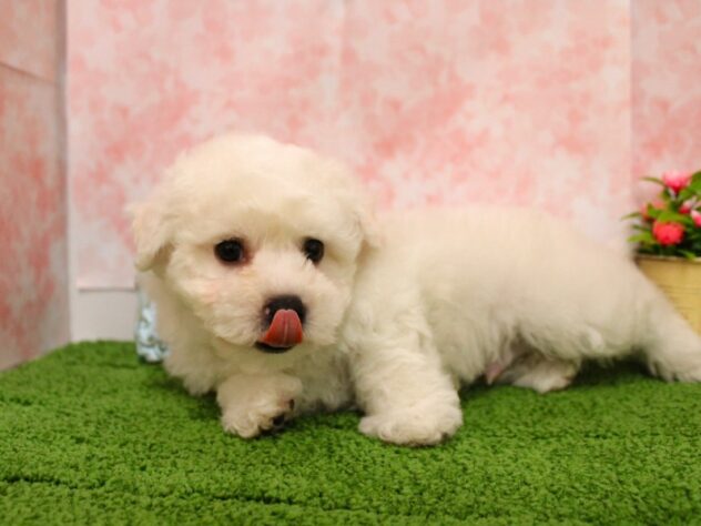 兵庫県のビションフリーゼ (ペット・プラザ アミーゴ尼崎昭和通店/2026年2月4日生まれ/男の子/ホワイト)の子犬の3枚目の画像