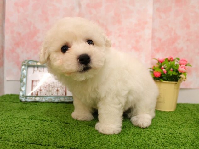 兵庫県のビションフリーゼ (ペット・プラザ アミーゴ尼崎昭和通店/2026年2月4日生まれ/男の子/ホワイト)の子犬の2枚目の画像