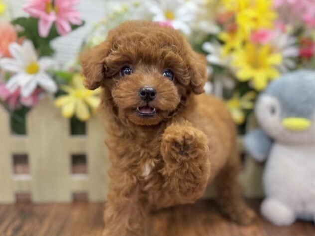 兵庫県のトイプードル(トイ) (ワンキャラット アミーゴ姫路飾磨店/2026年2月11日生まれ/女の子/レッドフォーン)の子犬の3枚目の画像