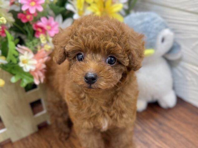 兵庫県のトイプードル(トイ) (ワンキャラット アミーゴ姫路飾磨店/2026年2月11日生まれ/女の子/レッドフォーン)の子犬の1枚目の画像