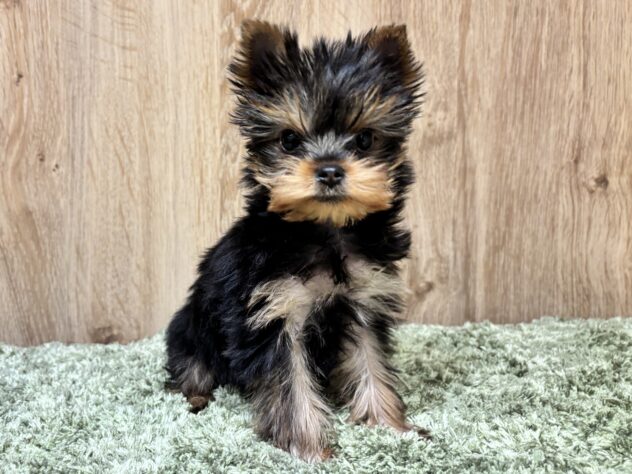 広島県のヨークシャーテリア (アミーゴ広島商工センター店/2026年1月28日生まれ/女の子/スチールブルータン)の子犬